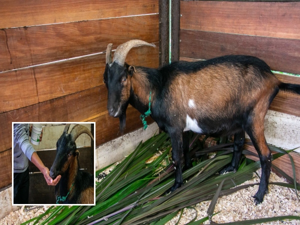 Cornelio Busca Un Hogar El Cabrito Rescatado Por Maltrato En Medellin.jpg