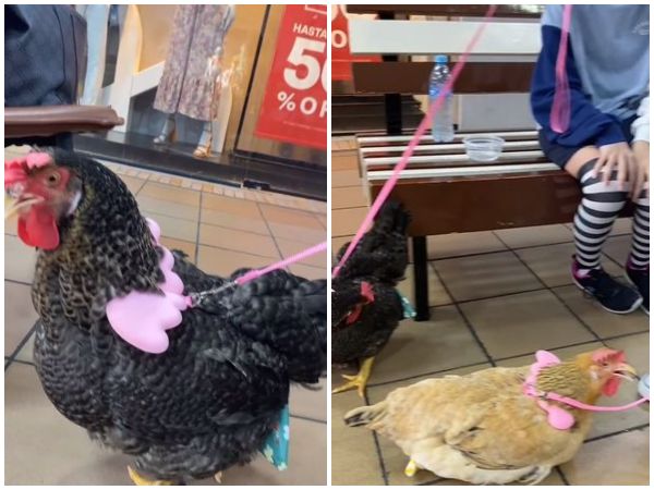 Con Correas Y Mucho Estilo Dos Gallinas Son Captadas De Paseo En Un Centro Comercial.jpg