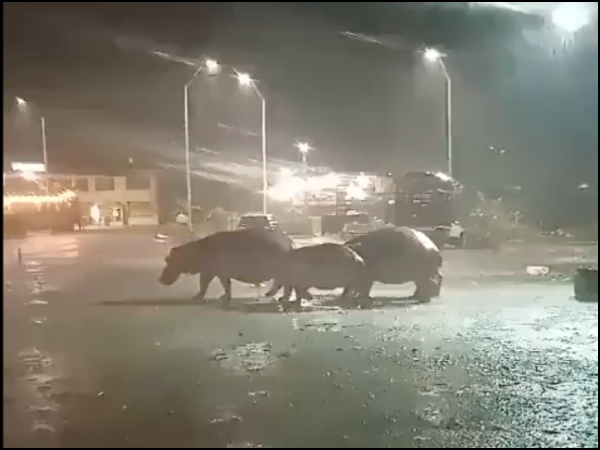 Los Hipopotamos Por Las Calles Y Bajo La Lluvia En Puerto Triunfo Alerta Por Los Animales Sigue.jpg