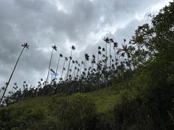 38 Anos De La Palma De Cera Piden Mayor Atencion Para Su Conservacion.jpg