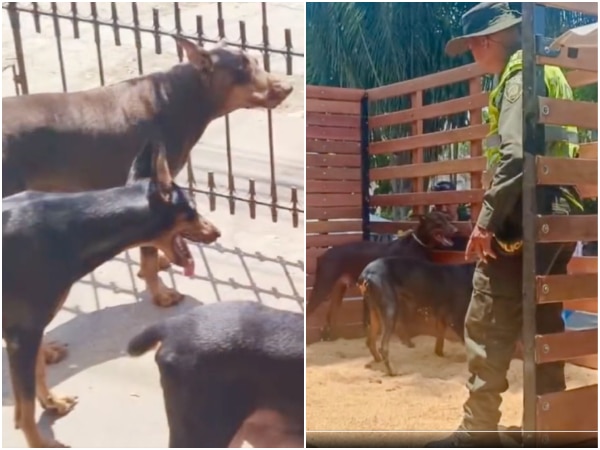 Criadero Ilegal De Perros En Cali.jpg