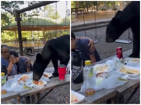 Guardaron La Calma Hasta El Final Un Oso Se Une Al Picnic De Una Familia Y Se Comio Todo.jpg