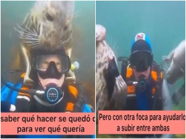 Instinto De Humanidad Una Foca Penso Que Un Hombre Se Estaba Ahogando Y Fue A Salvarlo.jpg