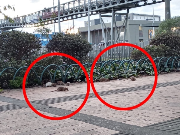 La Mano De Ratas Que Grabaron En Una Estacion Te Transmilenio Y Dicen Nos Parecemos Mas A New York .jpg