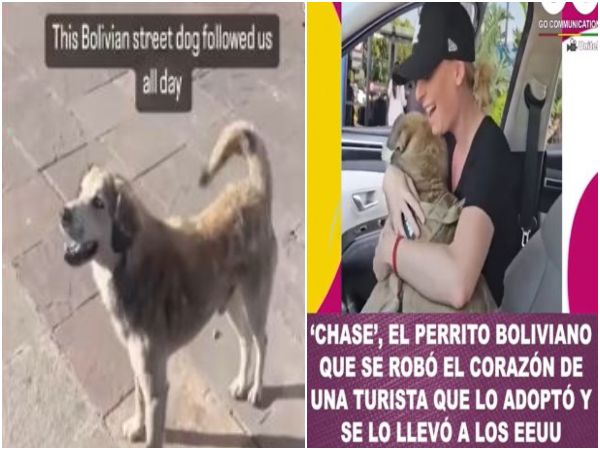 Una Segunda Oportunidad Chase El Perrito Que Encontro Su Nueva Familia En Una Turista.jpg