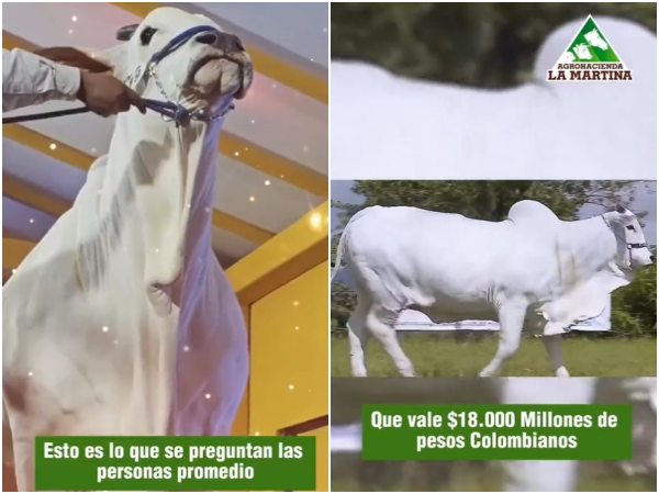 Viatina 19 La Vaca Mas Cara Del Pais Su Raza Es Privilegiada.jpg