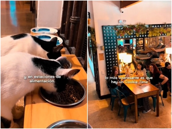 La Gatoria Cat Cafe Mas Que Tomar Cafe Es Un Refugio Para Gatos Abandonados En Medellin.jpg