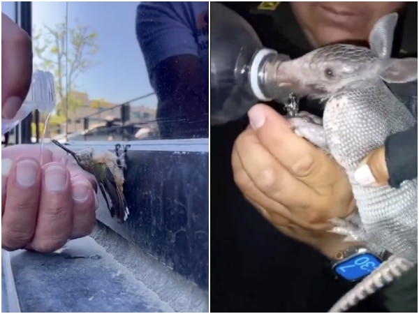 Animales Sufren Ola De Calor En Colombia.jpg