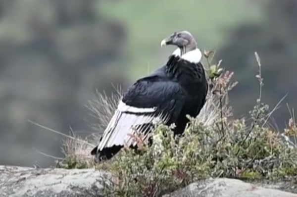 Condor Andino Declarado En Peligro Critico De Extincion.jpg