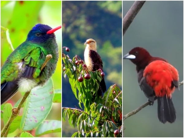 Aves En Cali. Una Riqueza Natural.jpg