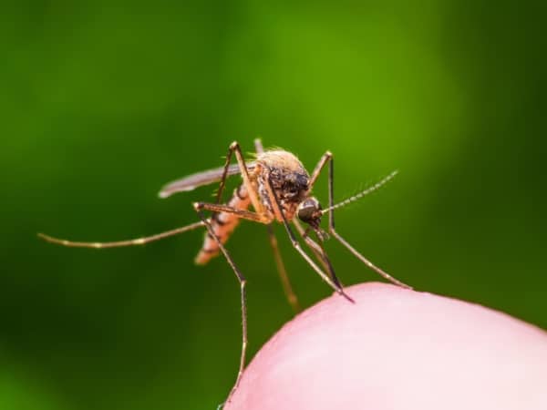 Dengue En El Valle Del Cauca 1.jpg