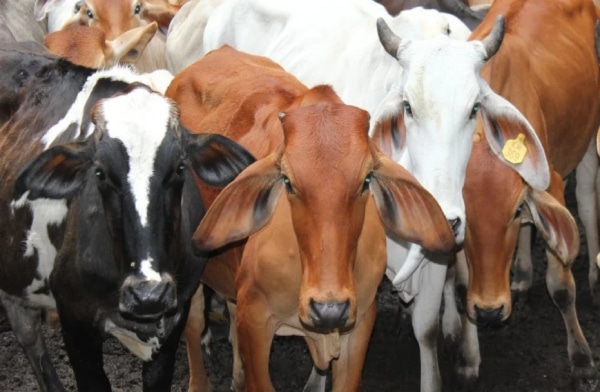 Exportacion De Carne Bovina Colombiana A El Salvador.jpg