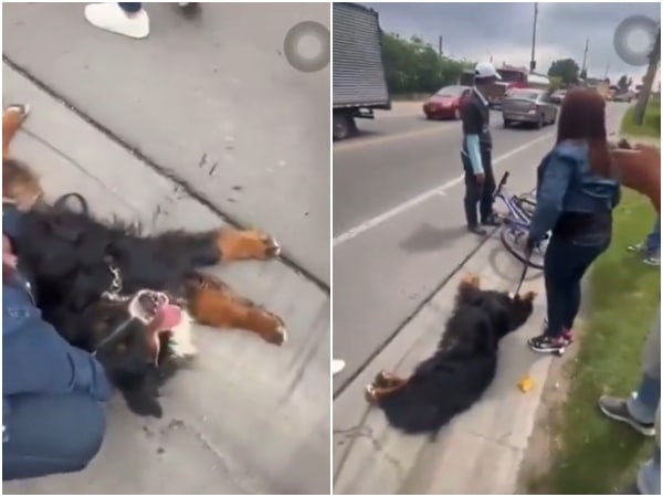 Arrastrado Y Con La Lengua Afuera Dos Mujeres Rescatan A Un Perro Maltratado.jpg