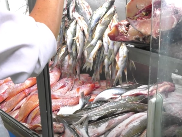 Consumo De Pescado En Semana Santa En Colombia.jpg