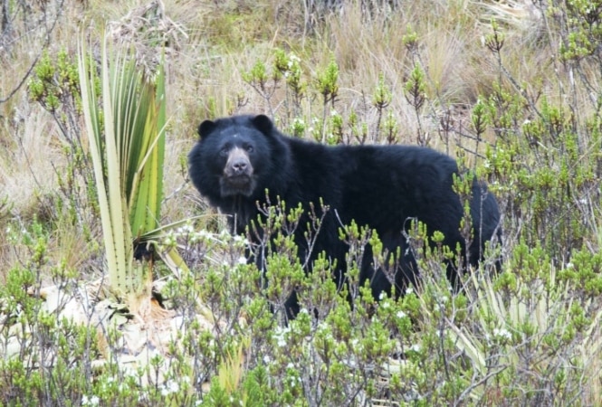 Las Especies Silvestres Mas Amenazadas En Colombia.jpg