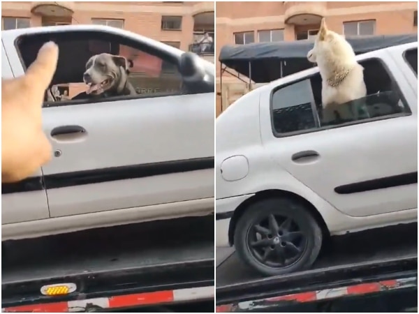 Me Inmovilizaron El Vehiculo Con Mis Perros Adentro Ciudadano Denuncia En Antioquia.jpg