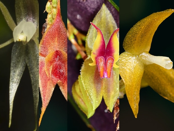 Orquideas Farrallones De Cali.jpg