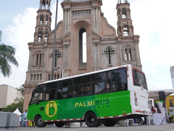 Palmibus Palmira.jpg