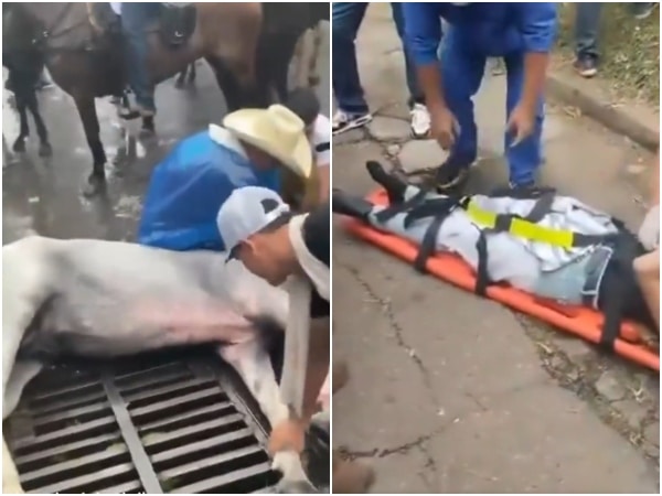 El Regreso De Las Cabalgatas A Villavicencio Resulto En Un Caos Varios Caballos Resultaron Herido.jpg