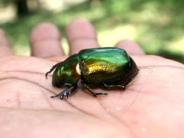 Escarabajo Que Reaparecio Un Siglo Despues En Colombia.jpg