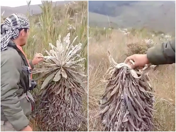 Frailejones En El Paramo Las Oseras.jpg