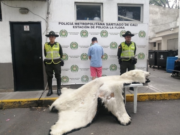 Incautan Piel De Oso Polar En Un Local Comercial Del Norte De Cali.jpg