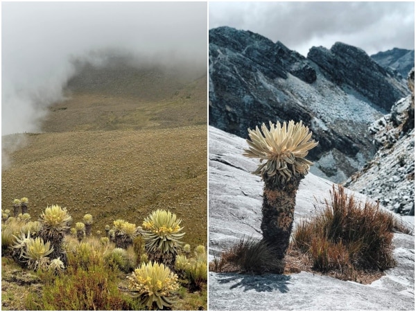 Unos Amarillos Otros Con Nieve La Resiliencia De Los Paramos Colombianos Durante La Temporada De.jpg